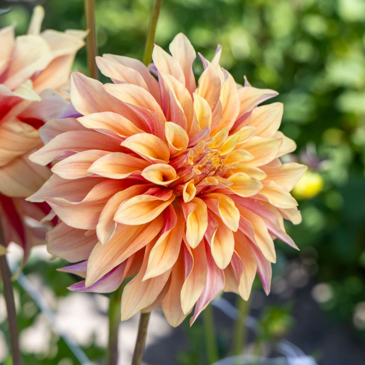 Daalia 'Tyrell'